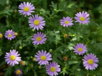 �u���L�J��