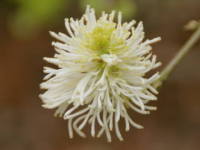 �t�H�b�T�M��