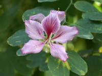 �t�C���\�V���J