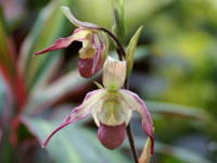 �t���O�~�y�f�B�E��