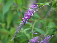 �t�W�E�c�M