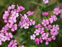 �n�}�i�f�V�R