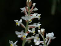 �z���R���V���X����