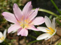 �n�u�����T�X