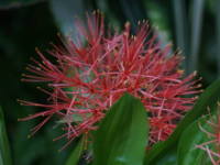 �n�G�}���T�X�E�����e�B�t���[��