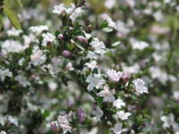 �n�N�`���E�Q