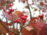 �n�i�~�Y�L