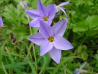 �C�t�F�C�I��