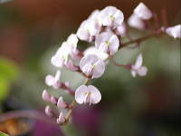 �n�[�f���x���M�A