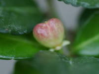 �n���c���}�T�L