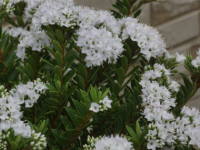 �w�[�x�E�O���[���t���b�V��