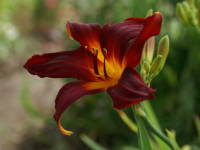 �w�����J���X