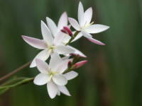 �w�X�y�����T