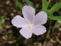 �n�C�r�X�J�X�E���o�c�X