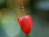 �q���u�b�\�E�Q