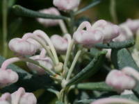 �j�b�R�E�V���N�i�Q