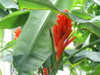 �q���o�V���E