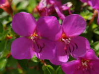 �q���m�{�^��