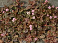 �q���c���\�o