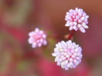 �q���c���\�o