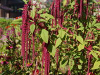 �q���Q�C�g�E