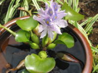 �z�e�C�A�I�C