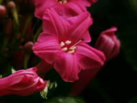 �z�U�L�A�T�K�I