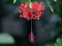 �R�[�����E�n�C�r�X�J�X