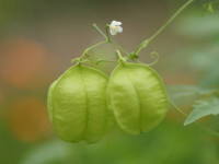 �t�E�Z���J�Y��