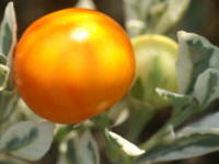 �t���T���S