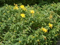 �q�y���J���E�J���V�i��