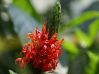 �p�L�X�^�L�X�E�R�b�L�l�A