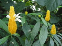 �p�L�X�^�L�X�E���e�A