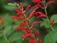 �p�C�i�b�v���Z�[�W