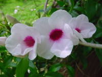 �p���h���A