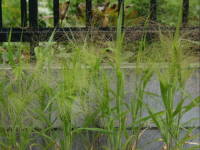 �p�j�J���E�X���[�N�O���X