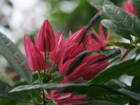 �p�{�j�A�E�C���e�����f�B�A