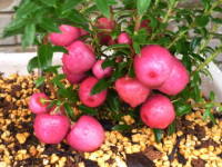 �y���l�`�A