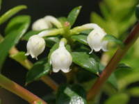 �y���l�`�A