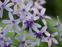 �y�g���A�E���H���r���X