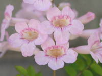 �s���N�m�E�[���J�Y��