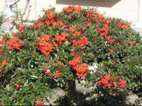 �s���J���T�X