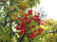 �s���J���T�X