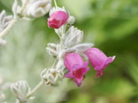 �s�e�B���f�B�A