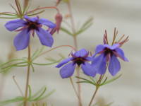 �v���e�B�Z�J