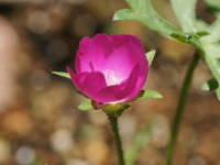 �|�s�[�}���[