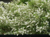 �v���y�b�g