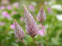 �v�`���[�^�X