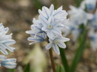 �v�X�L�j�A