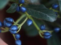 �r�o�[�i���E�e�B�k�X